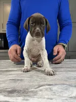 Braveheart, a male German Shorthaired Pointer for sale in Seneca, KS – 5 of 8