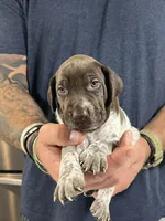 Sprout, a male German Shorthaired Pointer for sale in Seneca, KS – 6 of 9