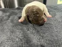 Trip, a male German Shorthaired Pointer for sale in Seneca, KS – 3 of 5