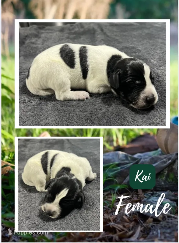 Kai – German Shorthaired Pointer puppy for sale in Seneca, KS