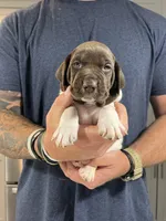 Sunny, a male German Shorthaired Pointer for sale in Seneca, KS – 8 of 10