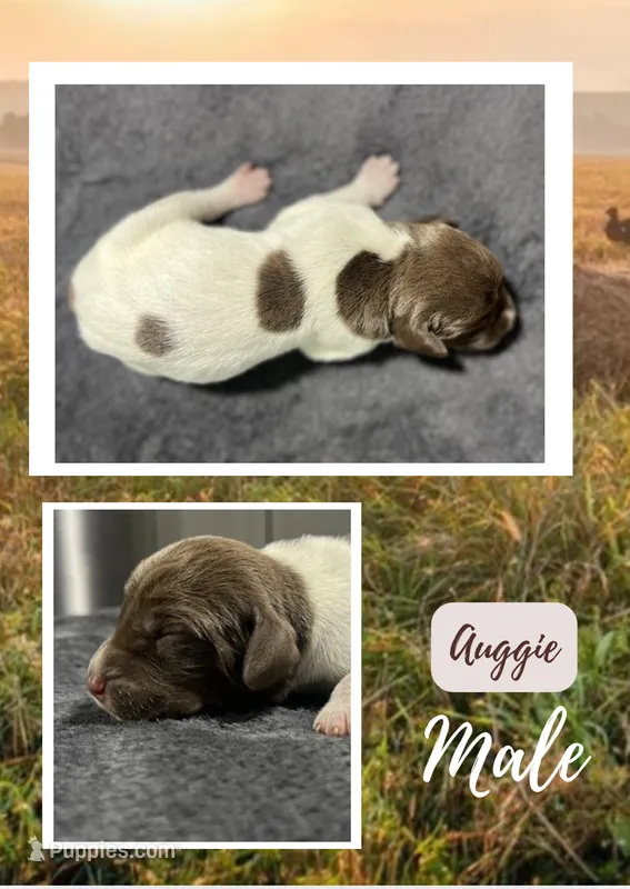 Auggie – German Shorthaired Pointer puppy for sale in Seneca, KS