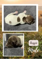 Auggie, a male German Shorthaired Pointer for sale in Seneca, KS – 1 of 4