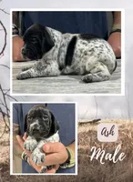 Ash, a male German Shorthaired Pointer for sale in Seneca, KS – 2 of 8