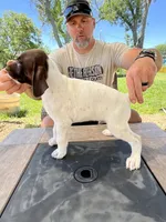Stormy, a male German Shorthaired Pointer for sale in Seneca, KS – 2 of 10