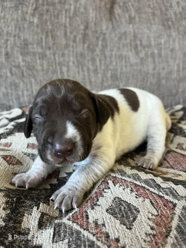 Sprout – German Shorthaired Pointer puppy for sale in Seneca, KS