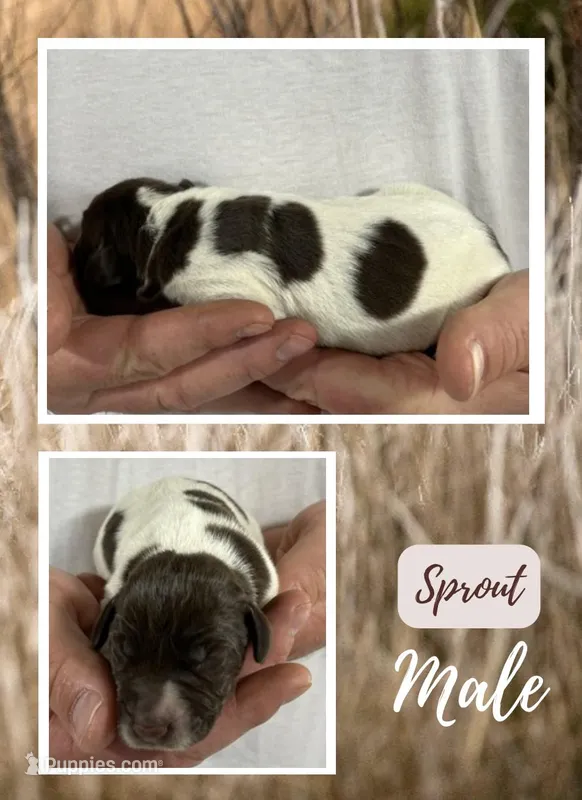 Sprout – German Shorthaired Pointer puppy for sale in Seneca, KS