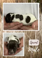 Sprout, a male German Shorthaired Pointer for sale in Seneca, KS – 1 of 1