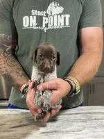 Blaze, a male German Shorthaired Pointer for sale in Seneca, KS – 7 of 10