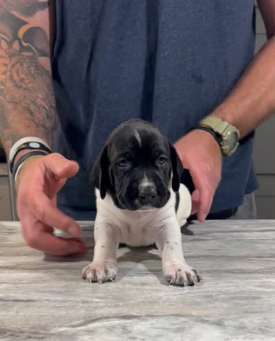 Forrest, a male German Shorthaired Pointer for sale in Seneca, KS – 10 of 10