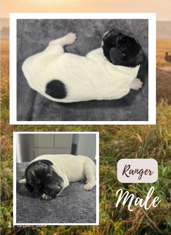 Ranger – German Shorthaired Pointer puppy for sale in Seneca, KS