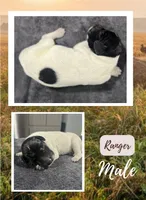 Ranger, a male German Shorthaired Pointer for sale in Seneca, KS – 1 of 4