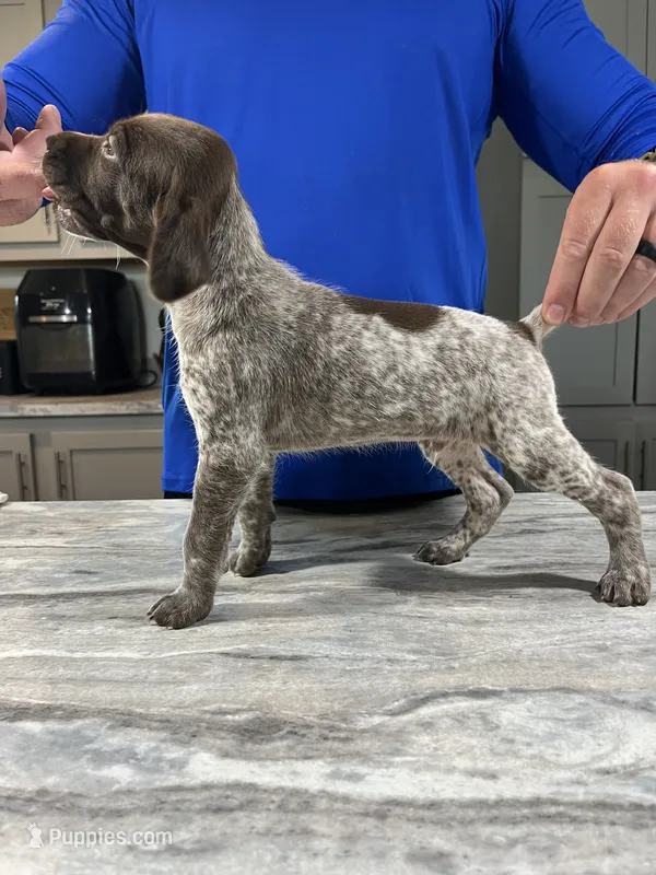 Blaze – German Shorthaired Pointer puppy for sale in Seneca, KS