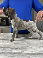 Blaze, a male German Shorthaired Pointer for sale in Seneca, KS – 1 of 10