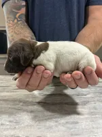 Jade, a female German Shorthaired Pointer for sale in Seneca, KS – 5 of 7