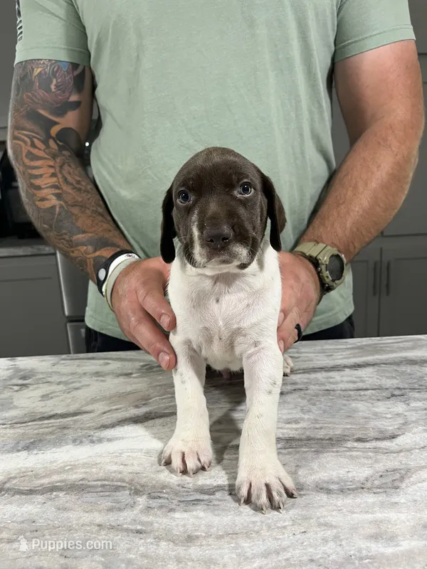 Stormy – German Shorthaired Pointer puppy for sale in Seneca, KS