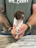 Braveheart, a male German Shorthaired Pointer for sale in Seneca, KS – 4 of 8