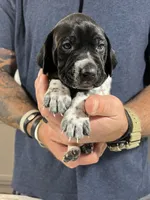 Ash, a male German Shorthaired Pointer for sale in Seneca, KS – 3 of 8