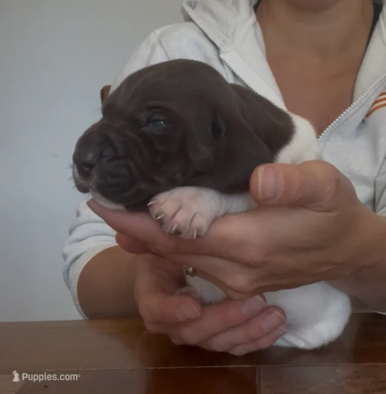 Sunny – German Shorthaired Pointer puppy for sale in Seneca, KS