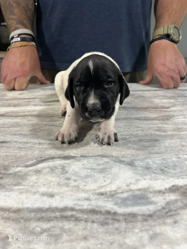 Forrest – German Shorthaired Pointer puppy for sale in Seneca, KS