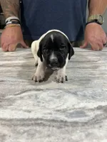 Forrest, a male German Shorthaired Pointer for sale in Seneca, KS – 9 of 10