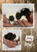 Sunny, a male German Shorthaired Pointer for sale in Seneca, KS – 1 of 1