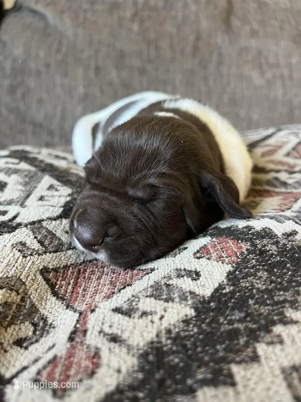 Sunny – German Shorthaired Pointer puppy for sale in Seneca, KS