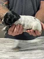 Rusty, a male German Shorthaired Pointer for sale in Seneca, KS – 4 of 8