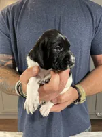 Forrest, a male German Shorthaired Pointer for sale in Seneca, KS – 7 of 10