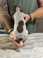Blaze, a male German Shorthaired Pointer for sale in Seneca, KS – 9 of 10