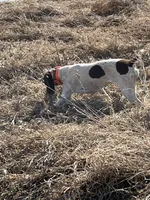 Jojo, a female German Shorthaired Pointer for sale in Seneca, KS – 5 of 9