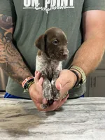 Blaze, a male German Shorthaired Pointer for sale in Seneca, KS – 10 of 10