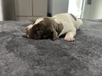 Leo, a male German Shorthaired Pointer for sale in Seneca, KS – 3 of 3