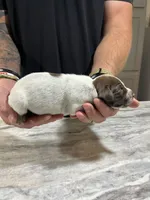 Leo, a male German Shorthaired Pointer for sale in Seneca, KS – 2 of 8