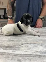 Forrest, a male German Shorthaired Pointer for sale in Seneca, KS – 6 of 10