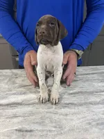 Trip, a male German Shorthaired Pointer for sale in Seneca, KS – 2 of 10