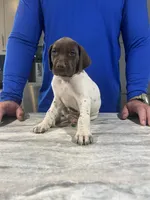 Trip, a male German Shorthaired Pointer for sale in Seneca, KS – 1 of 10