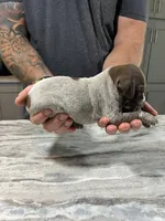Leo, a male German Shorthaired Pointer for sale in Seneca, KS – 8 of 8
