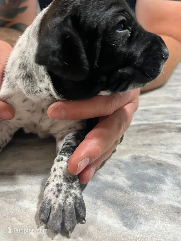 River – German Shorthaired Pointer puppy for sale in Seneca, KS