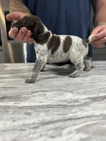Sprout, a male German Shorthaired Pointer for sale in Seneca, KS – 8 of 9