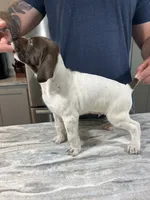 Stormy, a male German Shorthaired Pointer for sale in Seneca, KS – 5 of 10