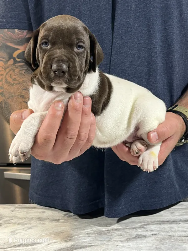 Sunny – German Shorthaired Pointer puppy for sale in Seneca, KS