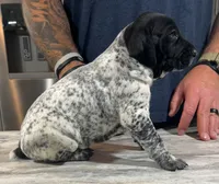 River, a male German Shorthaired Pointer for sale in Seneca, KS – 5 of 9