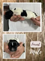 Forrest, a male German Shorthaired Pointer for sale in Seneca, KS – 1 of 1