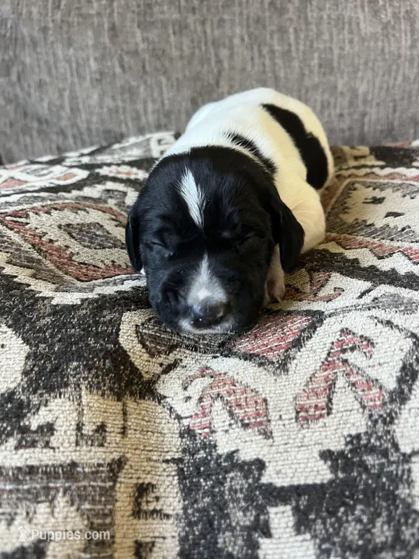 Forrest – German Shorthaired Pointer puppy for sale in Seneca, KS