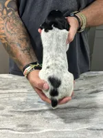 Rusty, a male German Shorthaired Pointer for sale in Seneca, KS – 6 of 8