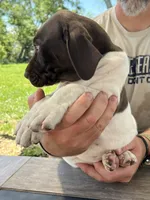 Sunny, a male German Shorthaired Pointer for sale in Seneca, KS – 4 of 10