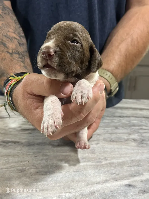 Braveheart – German Shorthaired Pointer puppy for sale in Seneca, KS