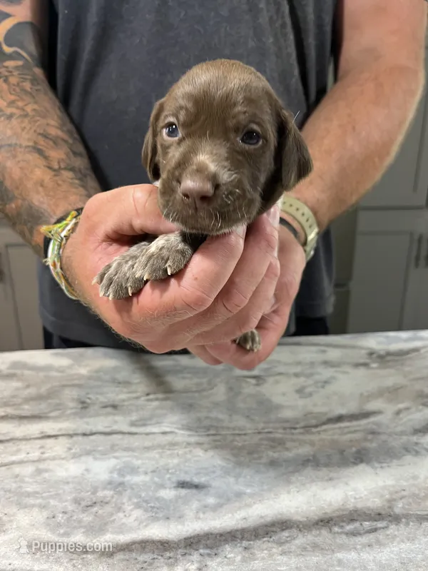 Blaze – German Shorthaired Pointer puppy for sale in Seneca, KS