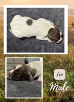 Leo, a male German Shorthaired Pointer for sale in Seneca, KS – 1 of 3